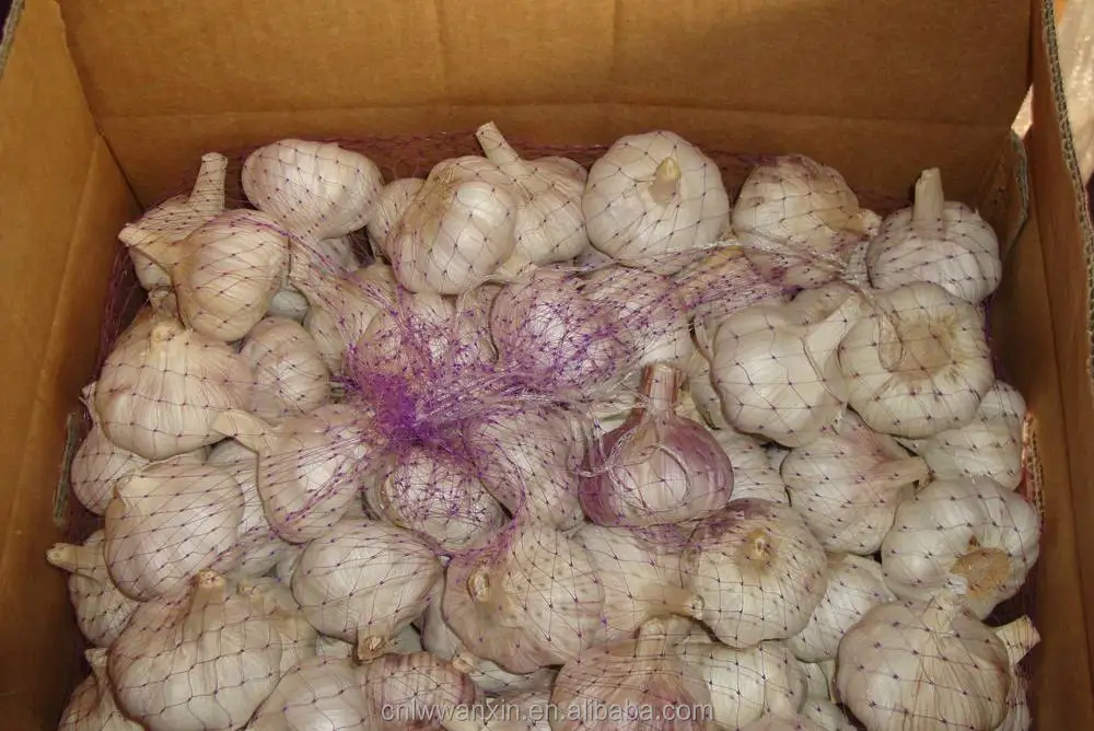 
fresh garlic price 