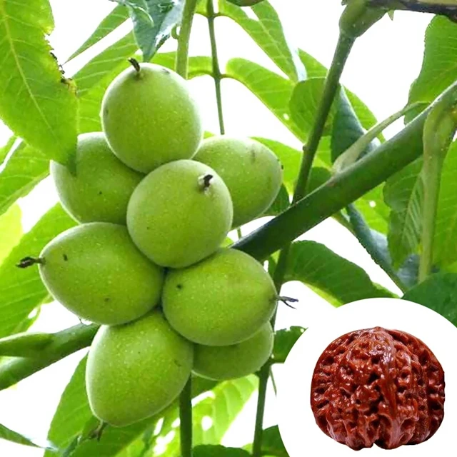 Чандлер грецкий орех