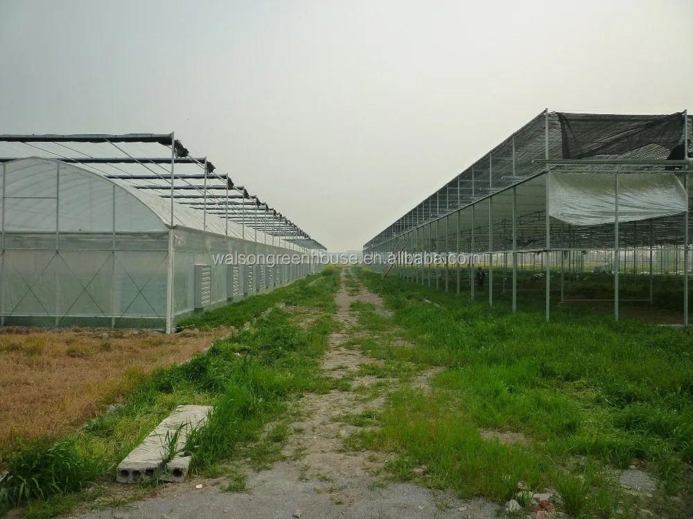 Single Span Reinforced Plastic Film Tunnel Greenhouse for Horticultural Farming