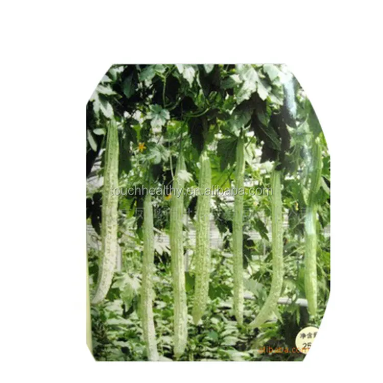 2021 семена овощей, семена горькой тыквы/семена горькой дыни для продажи THS039 THS040 грамм/пакет