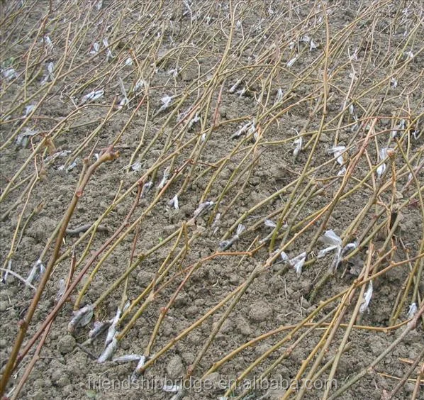 
 Семена фруктового дерева Kiwifruit, китайская гусиная ягода  