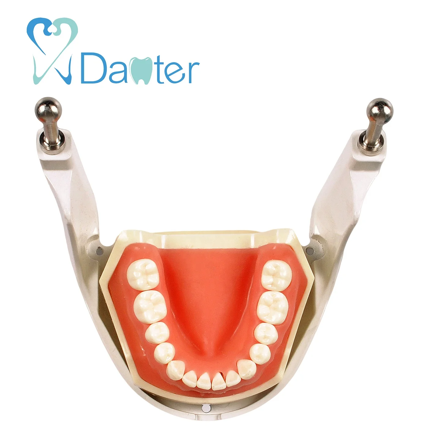 Best Quality Dental Articulator Dental Phantom Head Manikin for Sale