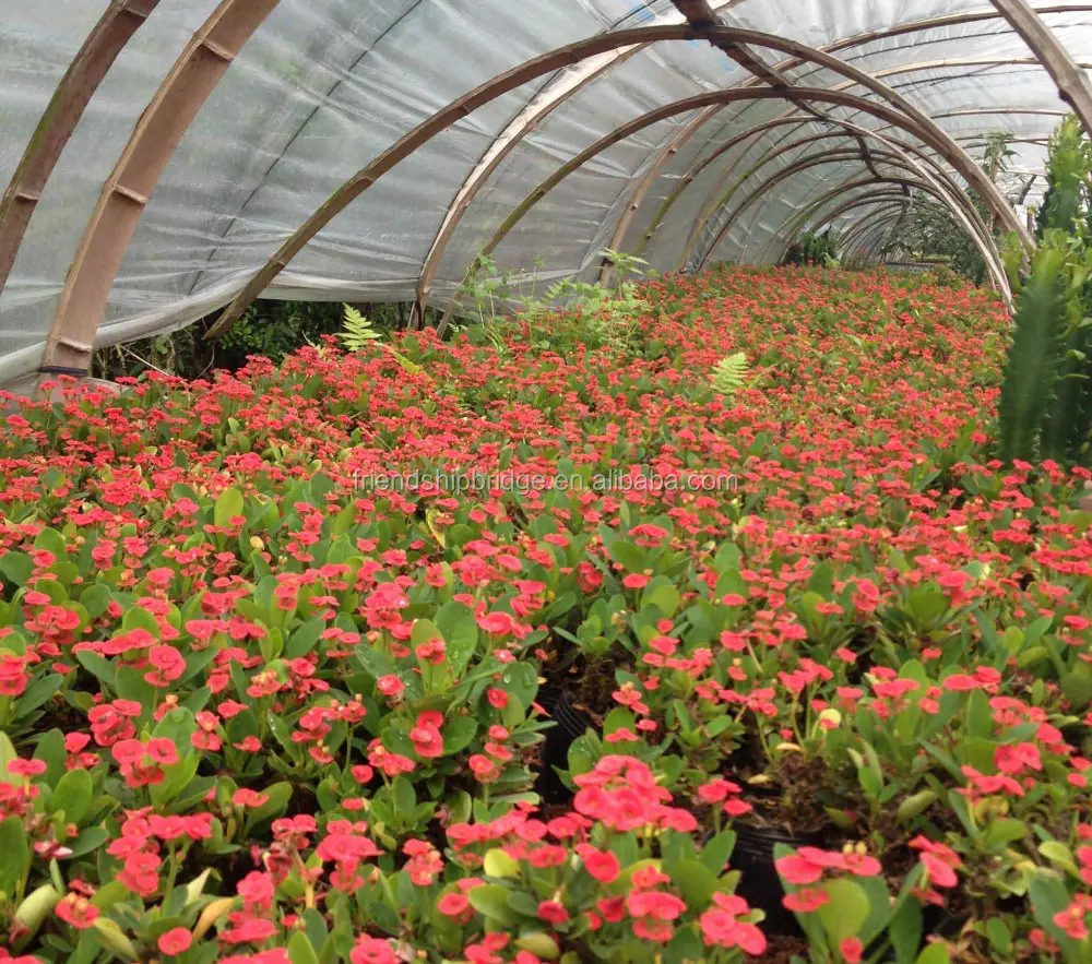 
 Красный цветок, натуральное растение молочай бонсай  