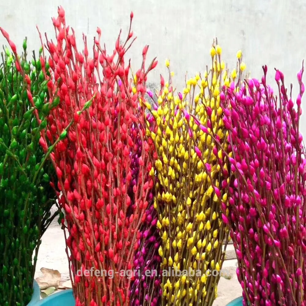 Real fresh flower Salix nice cut flower pussy willow for celebration decoration flower