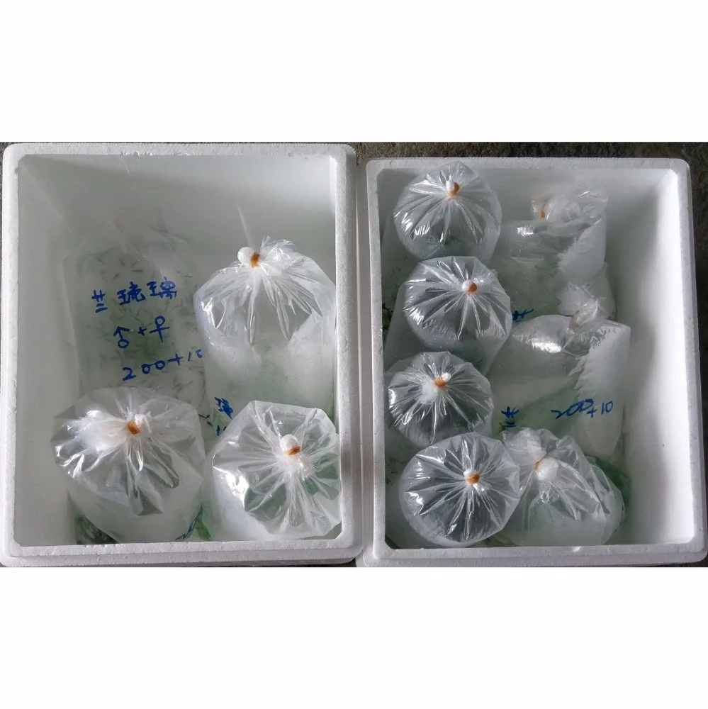 Hot Sale Ornamental Live Blood Parrot Fish