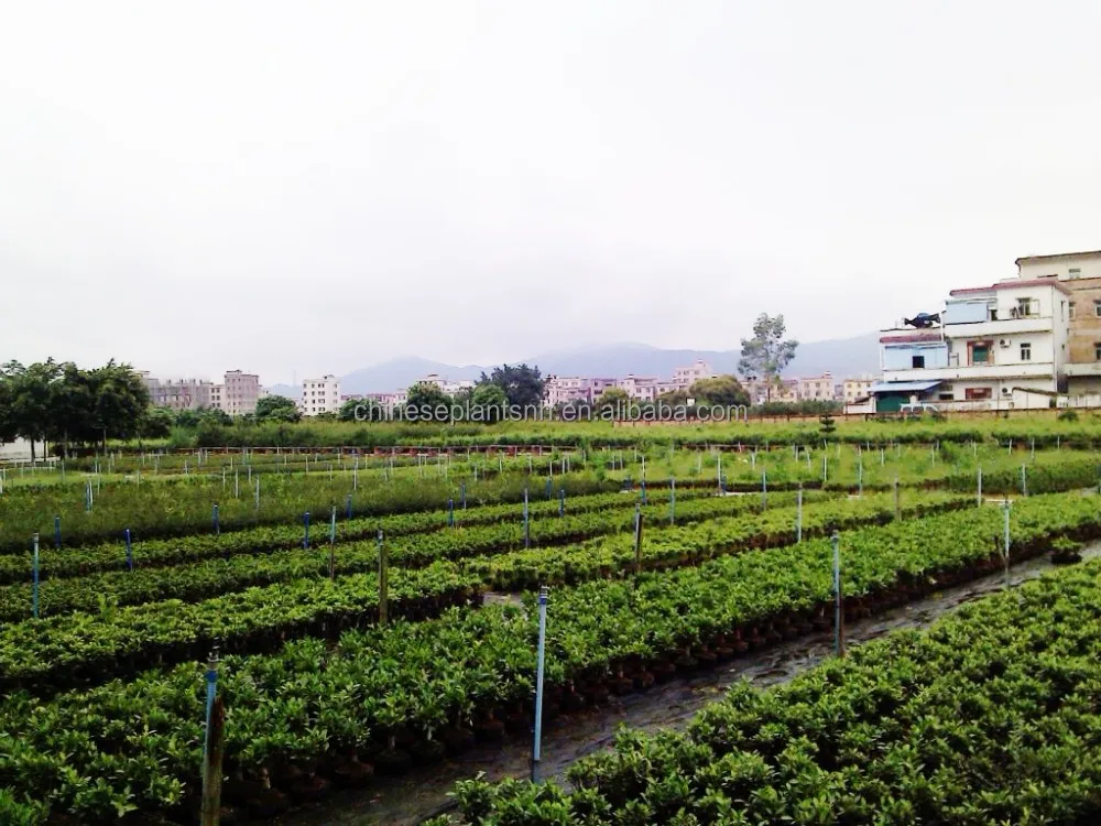 ZELKOVA PARVIFOLIA, ulmus, Elm, mini bonsai 15cm S shape, bonsai trees live plant indoor plant
