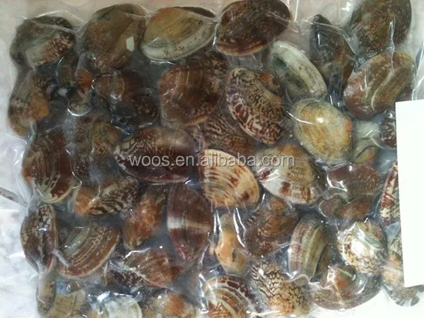 Замороженные всего с оболочкой Meretrix Meretrix свежий моллюск