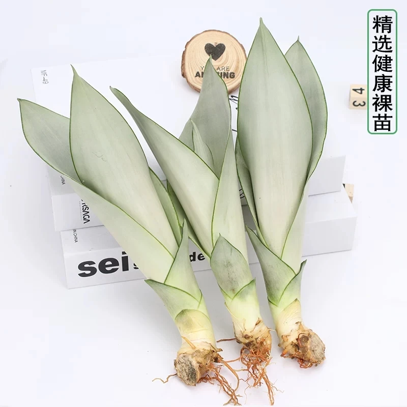 
Ornamental plant bonsai Sansevieria trifasciata Prain 