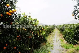 Саженцы цитрусsinensisosbeck