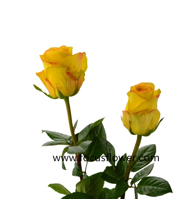 Wholesale Fresh Cut Rose Flowering Plant Names Yellow Crown Rose for Decoration
