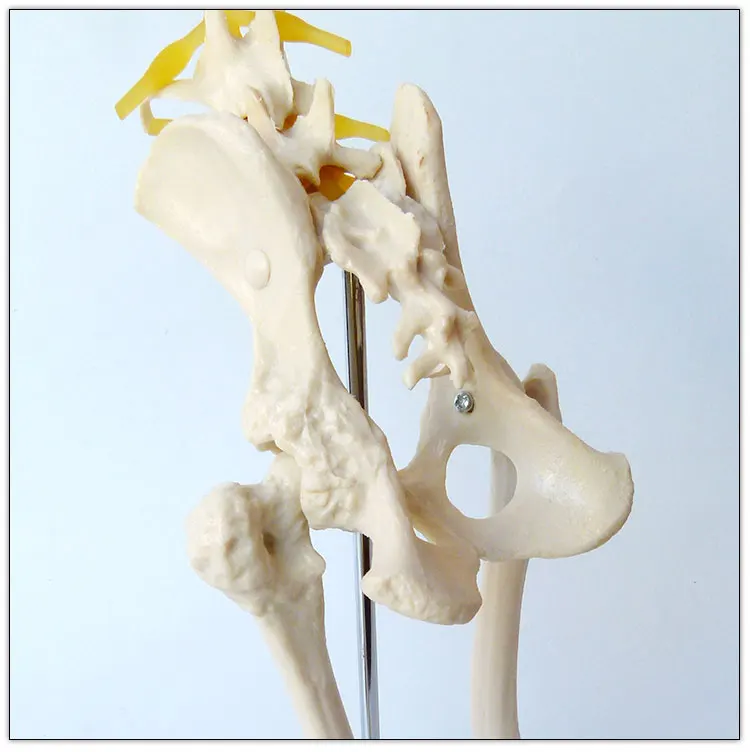 Dog Hip Joint Skeleton Medical Model