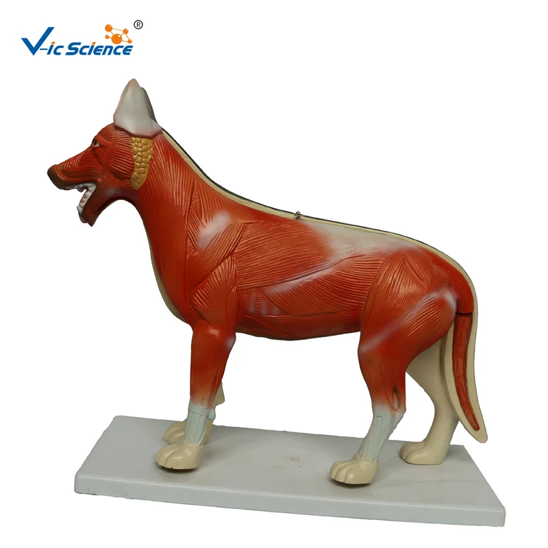 biology animal anatomy model anatomical medical dog model medical science education model