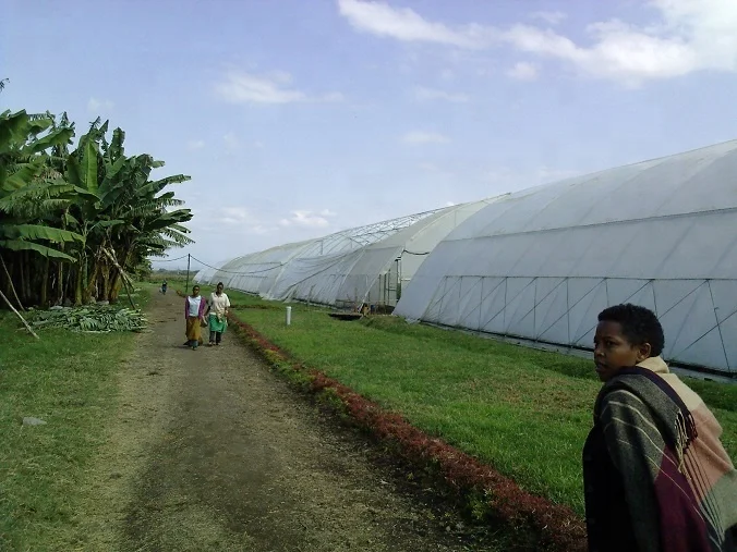 
LLDPE tube, LDPE Film Construction Film Bag Liner 