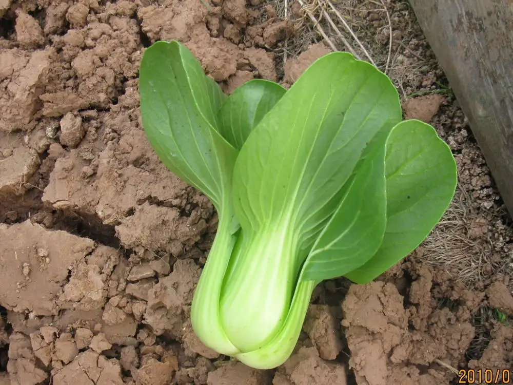 
Chinese Chard Asian vegetable green stalk cabbage seeds 500gr/bag 