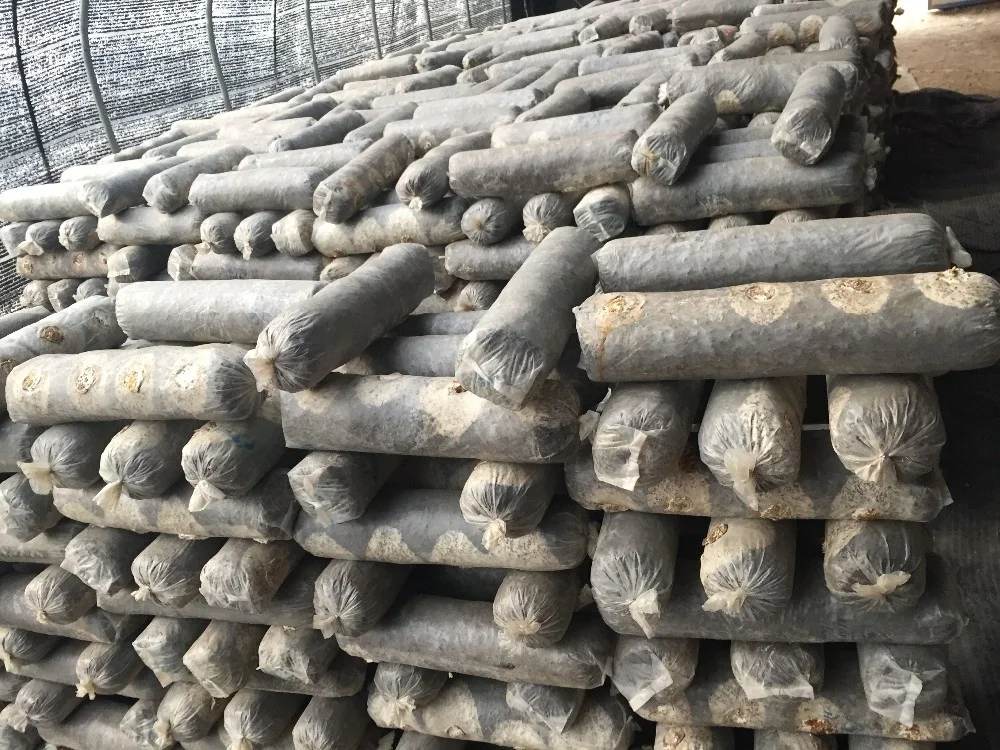 
China Natural Hot Sale Cheap Prices 1Kg Dried Shiitake Mushroom 