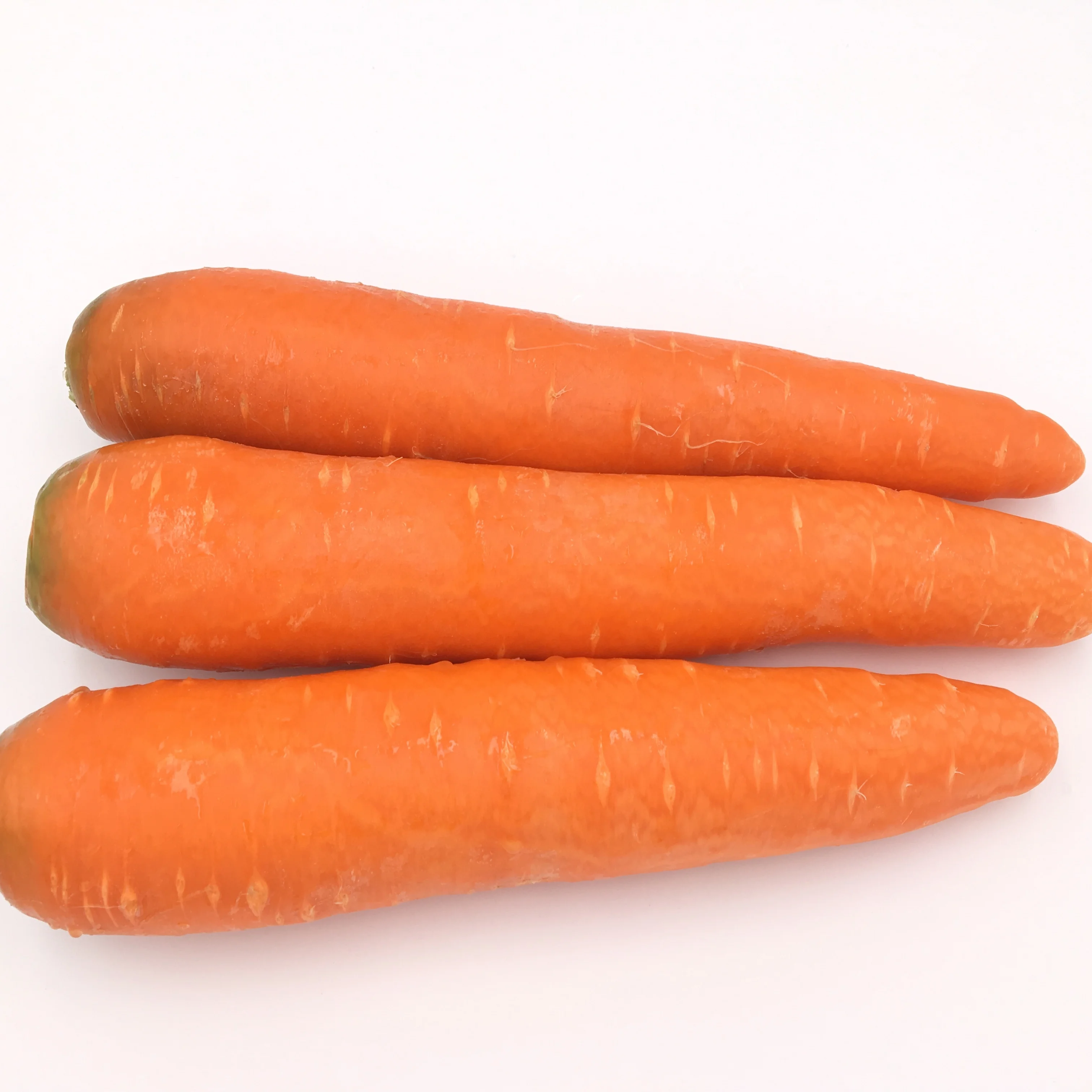 New Season Fresh Carrot Supplying All the Year Round