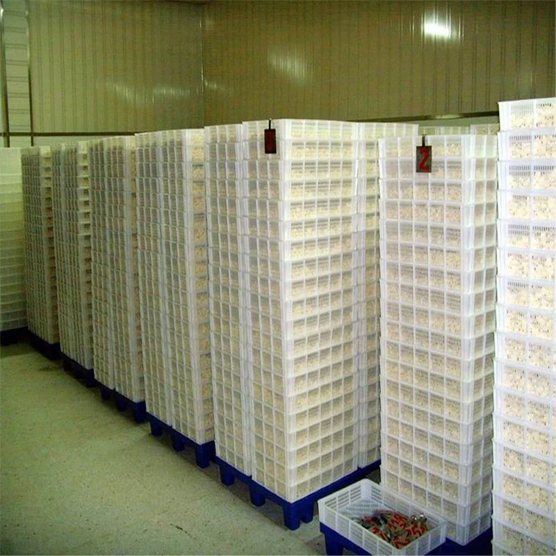 
factory supply 100% Fresh Peeled Garlic with high quality and best price 