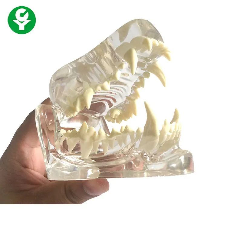 Animal anatomy dog skull jaw bone transparent dog teeth model