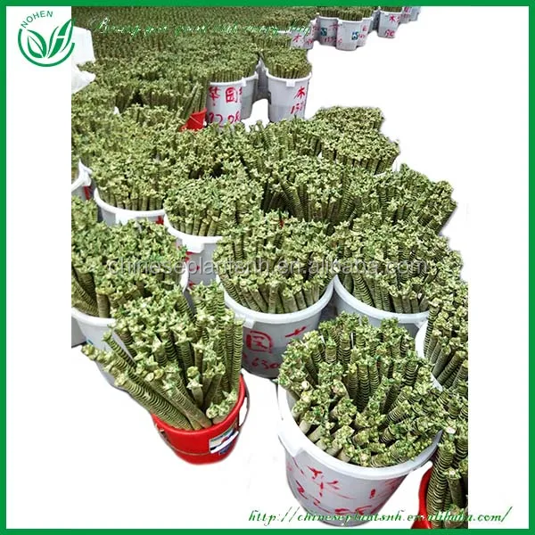 Dracaena lotus bamboo plants for sale