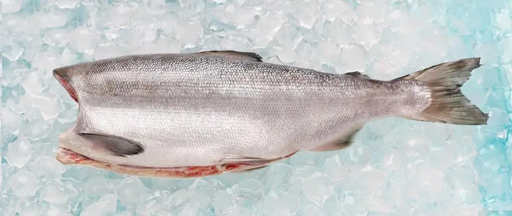 
Good quality sockeye fish frozen russian red salmon 