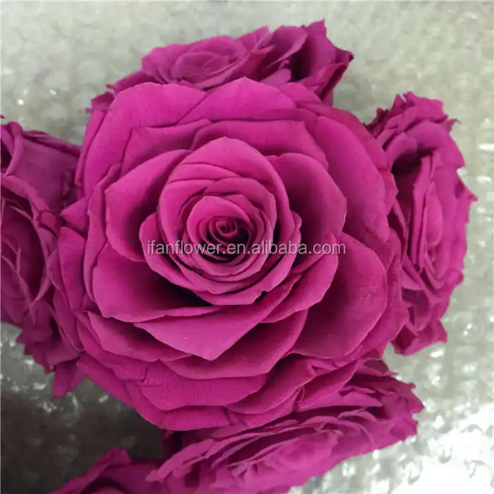 Unique style excellent quality freeze dried roses preserved rose flower
