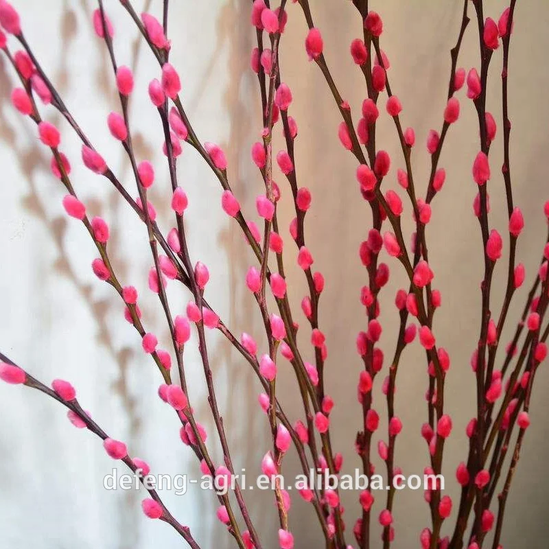 supply different types of fresh cut flowers pussy willow branches