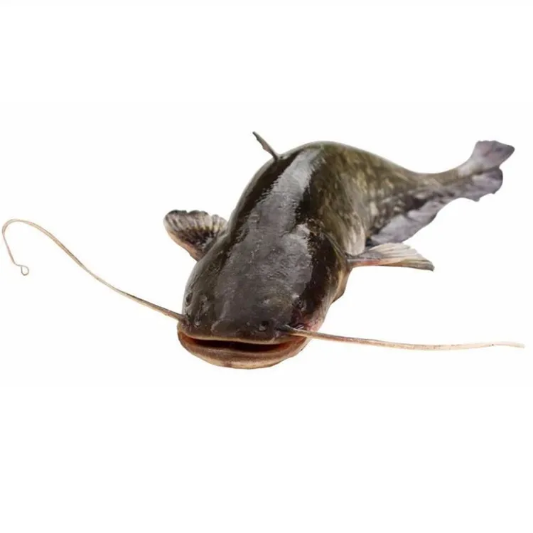 
catfish frozen fish exporting factory 