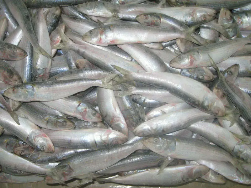 
Frozen Sardine Whole Round 