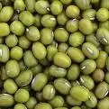 Green Mung Bean yellow mung bean organic green mung bean dried mung bean small green bean fresh green mung bean crop green mung