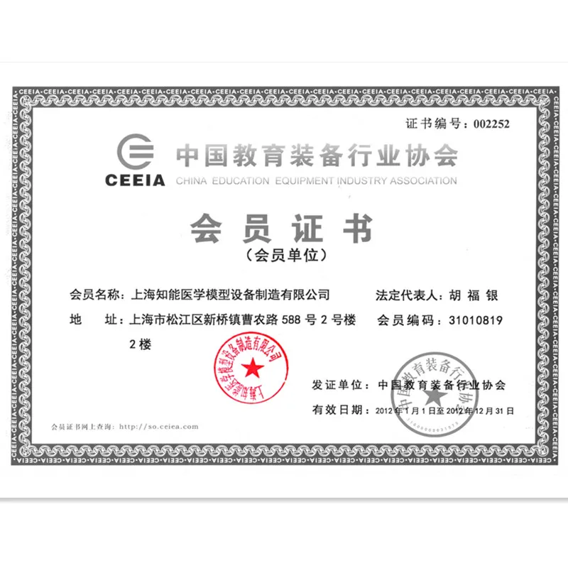 ADA-A1100 internal organs and human muscle anatomy medical training model