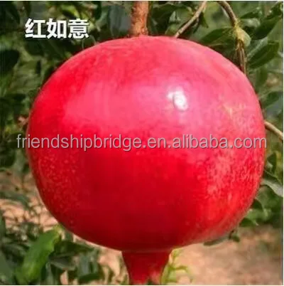
Red Pomegranate Tree for Sale 