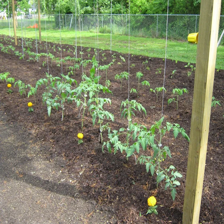 Tomato Hook For Greenhouse Planting