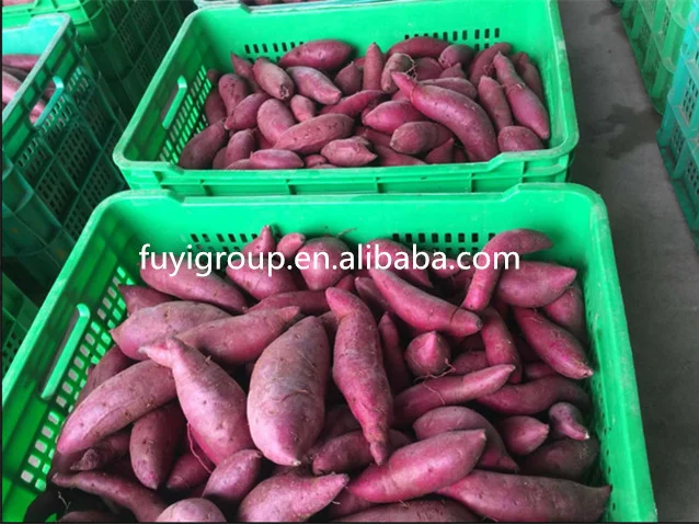 
High Quality Fresh White/Yellow/Purple Skin Sweet Potatoes 