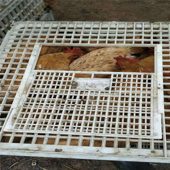 2021 hot sale plastic chicken coop poultry farm used transport crate