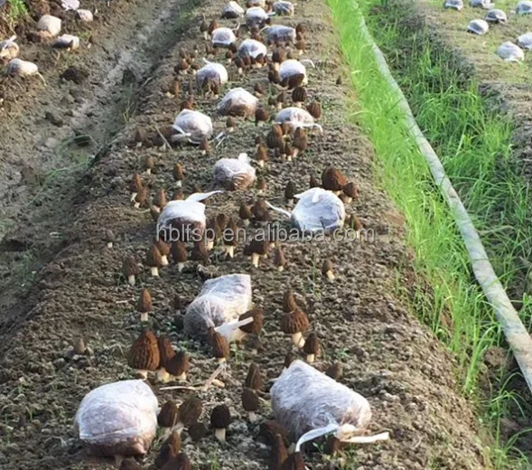 
new season morel mushroom 