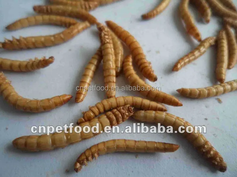 Bird feed dried mealworm 1kg color pouch