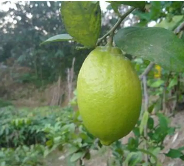 1 кг, новинка, лидер продаж, Семена лимона для посадки