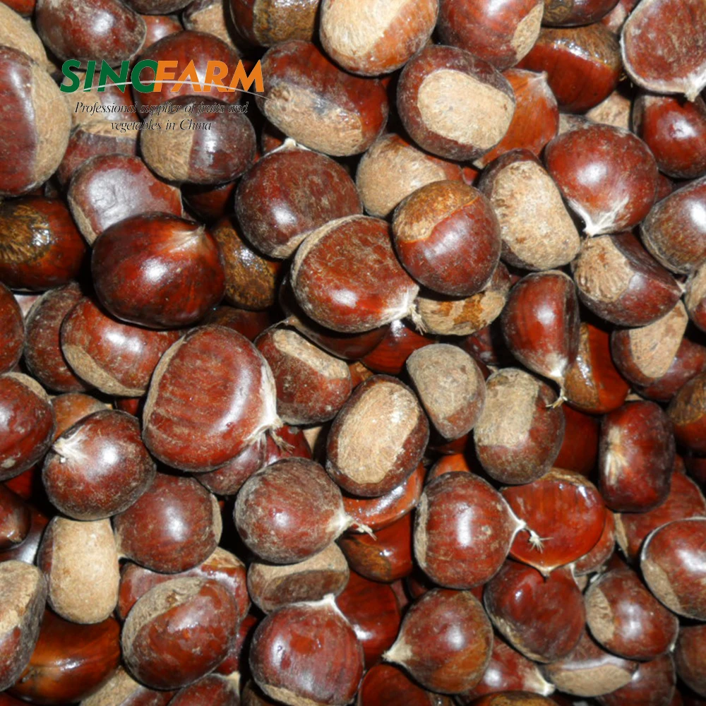 Wholesale fresh chestnut price per kg