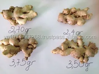  Поставка свежего имбиря/замороженного имбиря по лучшей цене