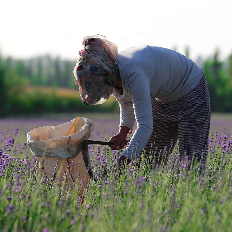 Natural plat handmade DIY high quality dryflower lavender flowers for wedding decor
