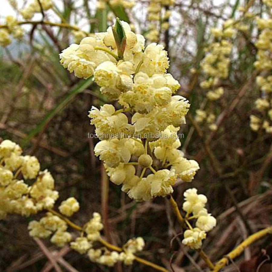 2021 Touchhealthy поставка, семена кубебы Litsea, семена кубеба litsea