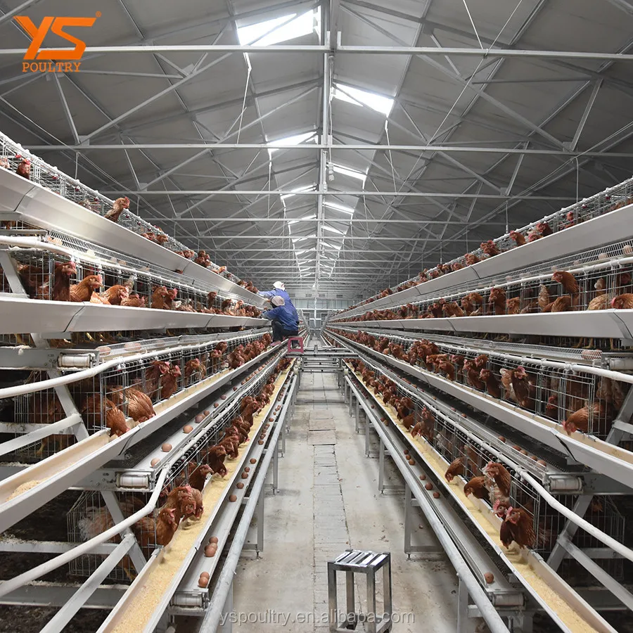 
A Type Automatic Chicken Layer Coop 