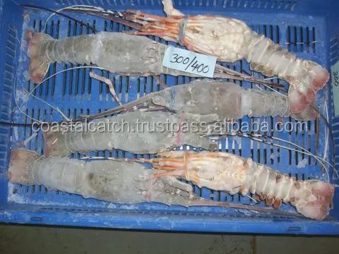 
FROZEN RAW LOBSTER WHOLE 
