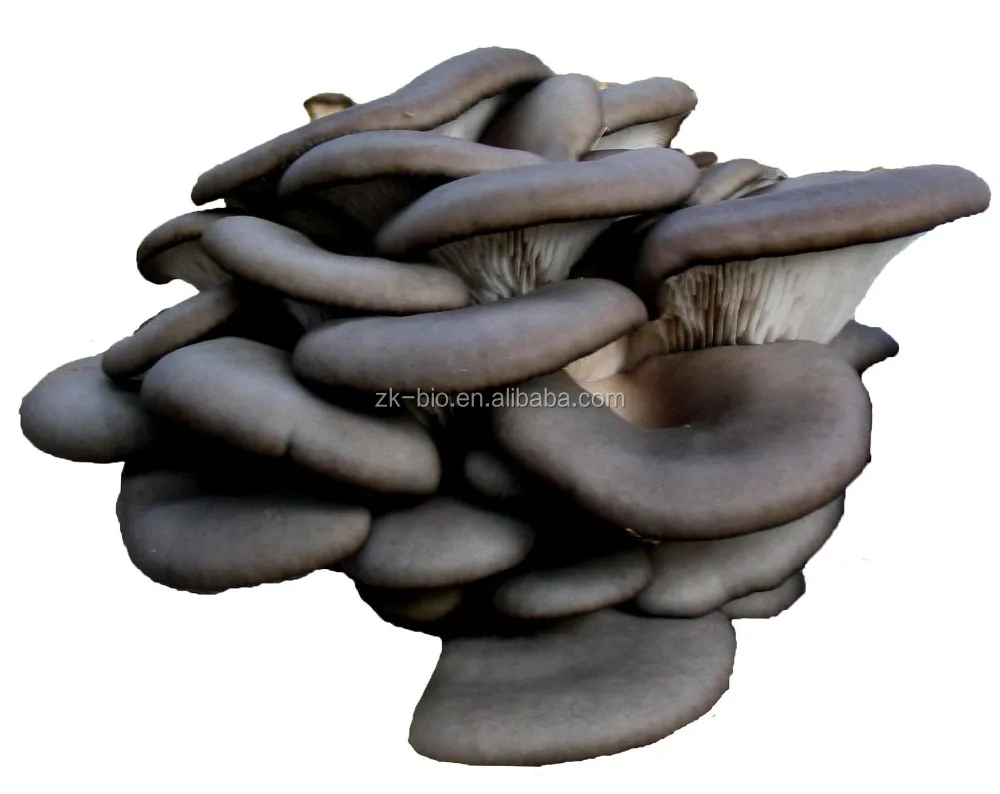 
Export Dry Oyster Mushroom 