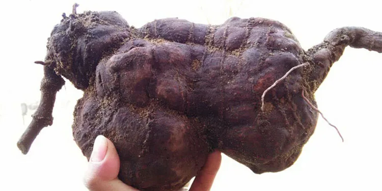 
Raw dried Fleece-flower Root slices Fo Ti Radix Polygoni Multiflori herbal medicine 