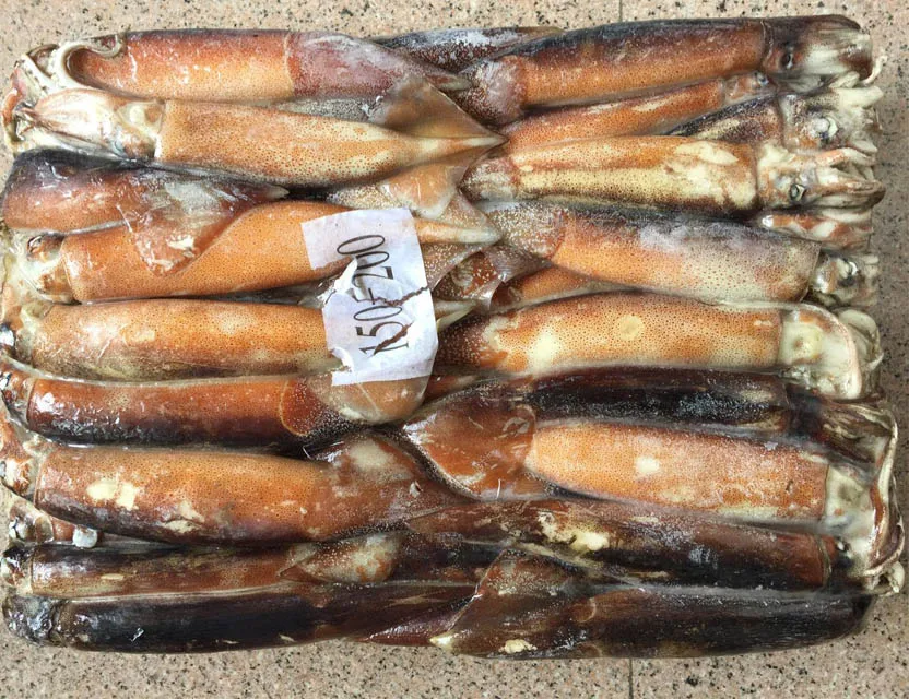 China Origin Frozen Todarodes Pacificus Squid Whole Round