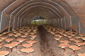 ganoderma lucidum powder,ganoderma lucidum extract;reishi mushroom tea