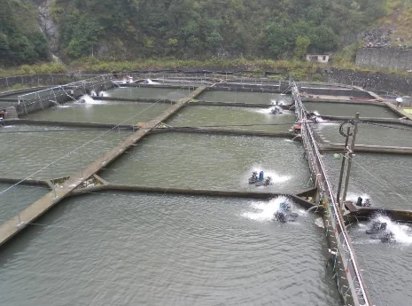 
Photosynthetic Bacteria Rhodopseudomonas Palustris PSB Liquird Or Powder for fish aquaculture 
