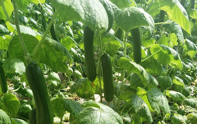 
Cucumber Vegetable Seeds Organic Vitamin Herbs Cucumber for Salad 