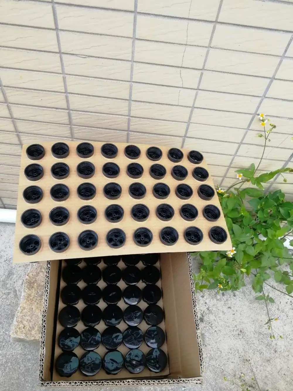 Tephritidae & trypetid / fruit flies pheromone trap